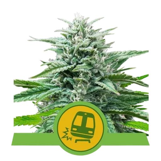 Trainwreck Auto