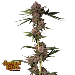 Triangle Lemon Cherry