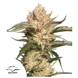 Trichome & Cream Auto