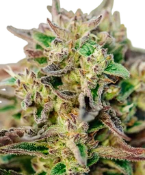 TriCross Auto