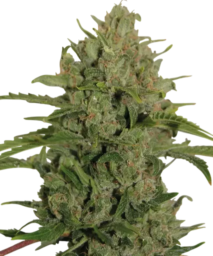 Triple Cheese