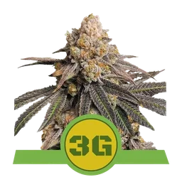 Triple G Auto