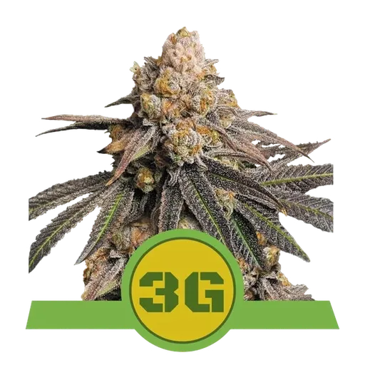 Triple G Auto