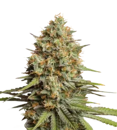 Triton Biscotto Lime Auto