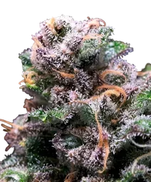 Tropical Cooler