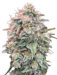 Banana Cookies Auto