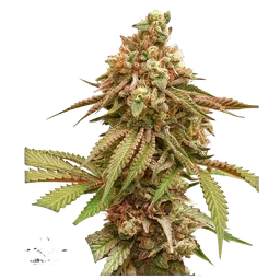 Tropical Tangie