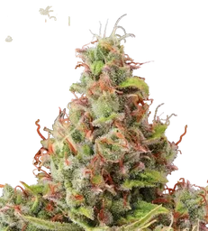 Tropical Zmoothie Auto