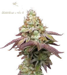 Tropical Zmoothie
