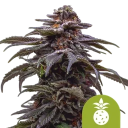 Tropicana Cookies Purple Auto