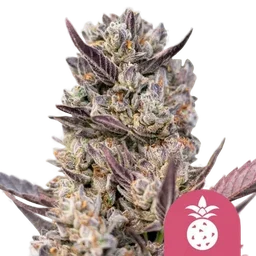 Tropicana Cookies Purple