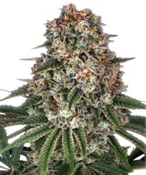 Tropicanna Banana