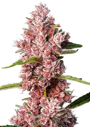 Tropicanna Poison F1 FAST