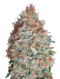 Banana Cookies