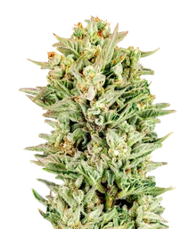 Turtle Taffy Auto