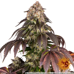 Girl Scout Cookies