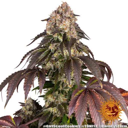 Girl Scout Cookies