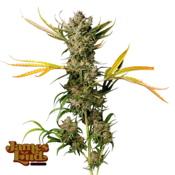 Banana Cough
