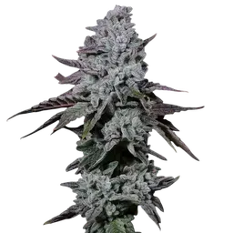 Banana Daddy IBL Auto