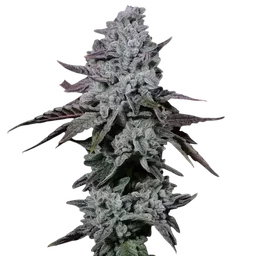 Banana Daddy IBL Auto