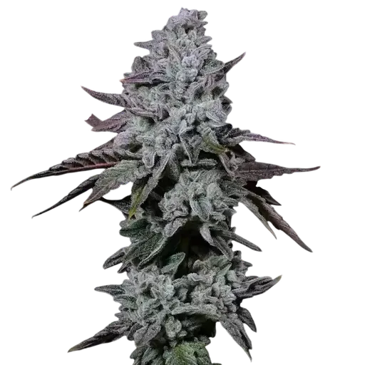 Banana Daddy IBL Auto