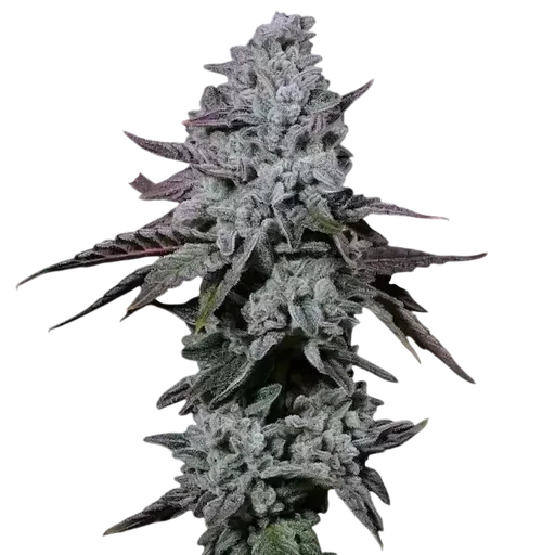 Banana Daddy IBL Auto
