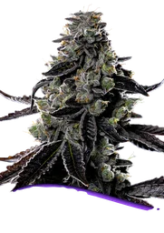 Violet Face Auto