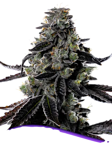 Violet Face Auto