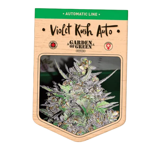 Violet Kush Auto
