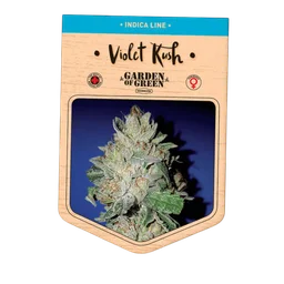 Violet Kush