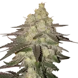 Banana Daddy RBX2 Auto