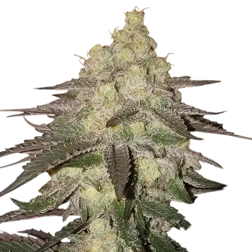 Banana Daddy RBX2 Auto