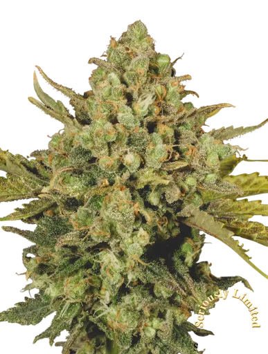 Warlock CBD