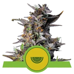 Watermelon Auto