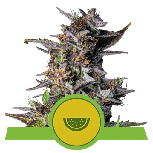 Watermelon Auto
