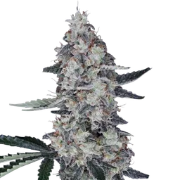 Watermelon Man Auto