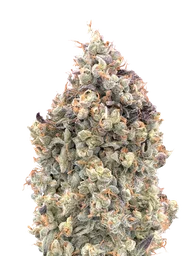 Watermelon OG Auto
