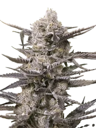 Watermelon OG