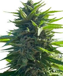 Wedding Cake Auto