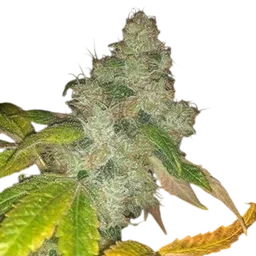 Wedding Cake Auto