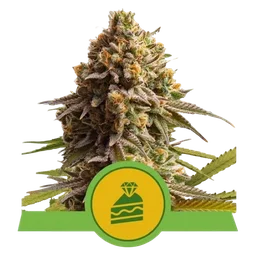 Wedding Cake Auto