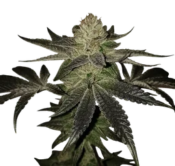Wedding Cake S1