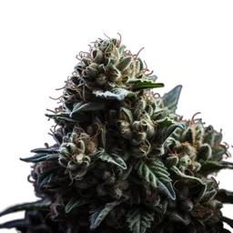 Wedding Cake x Triple OG