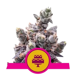 Wedding Gelato