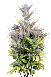 Wedding Glue Auto