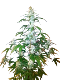 West Coast O.G. Auto