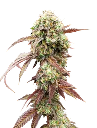 West Coast OG x Gelato 41 Auto