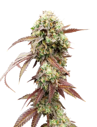 West Coast OG x Gelato 41 Auto