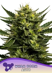 WHAM BOOM Auto