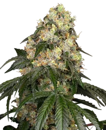 White Biscotti OG XXL